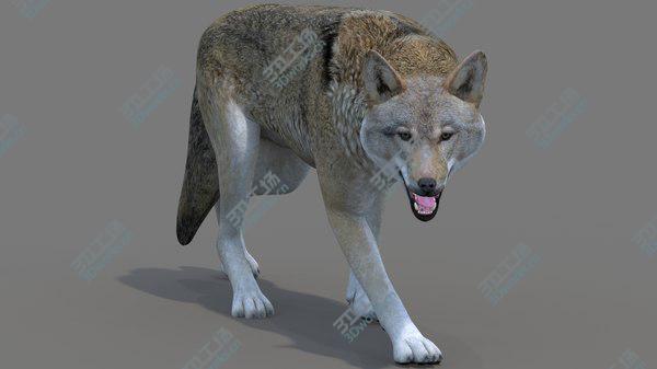 images/goods_img/20210312/Red Wolf Rigged 3D model/1.jpg